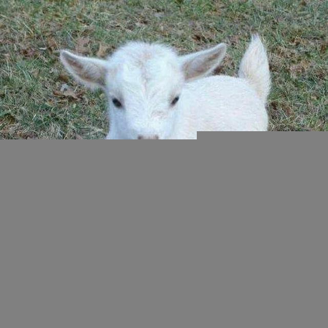 🐐КОЗЫ CONFESSION | GOAT CONFESSION🎀