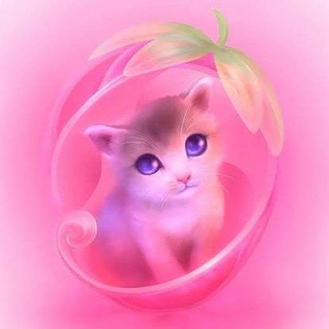 Милые котики