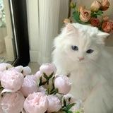 نكت ومشعات صنعانيه‌⍣⃟⇣♥️̸ُٖ͢²⁰²⁵