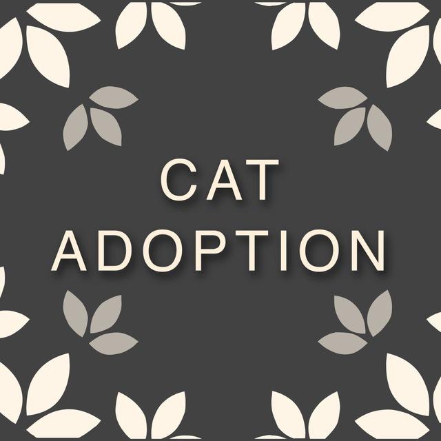 cats for adoption!