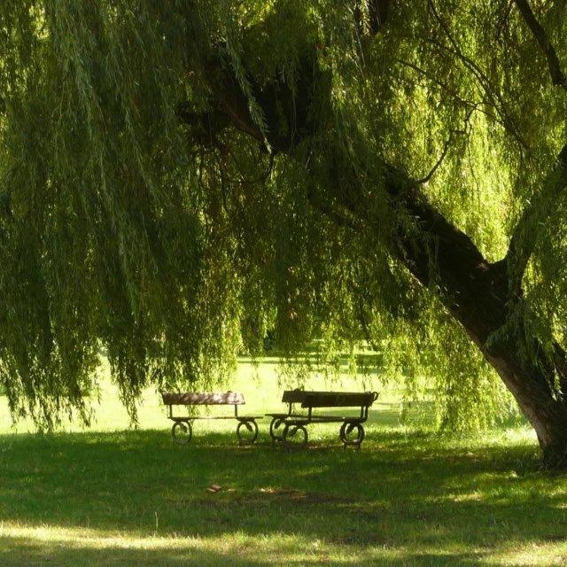 the weeping willow.