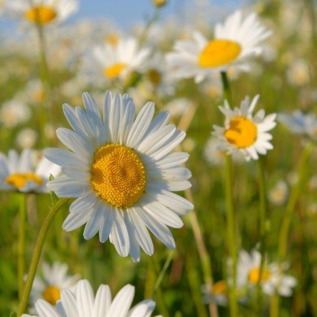MARGRIETIŅAS