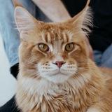 Vaal_cat