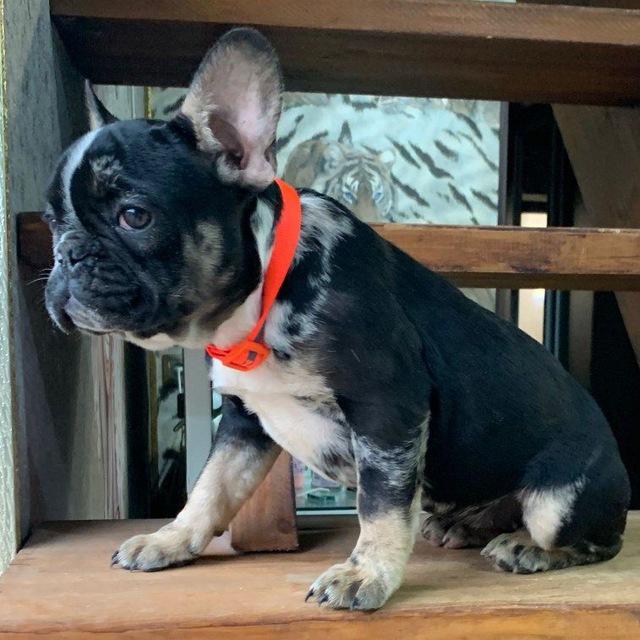 Французский бульдог🐾 French buldogs kennel Питомник Французских бульдогов