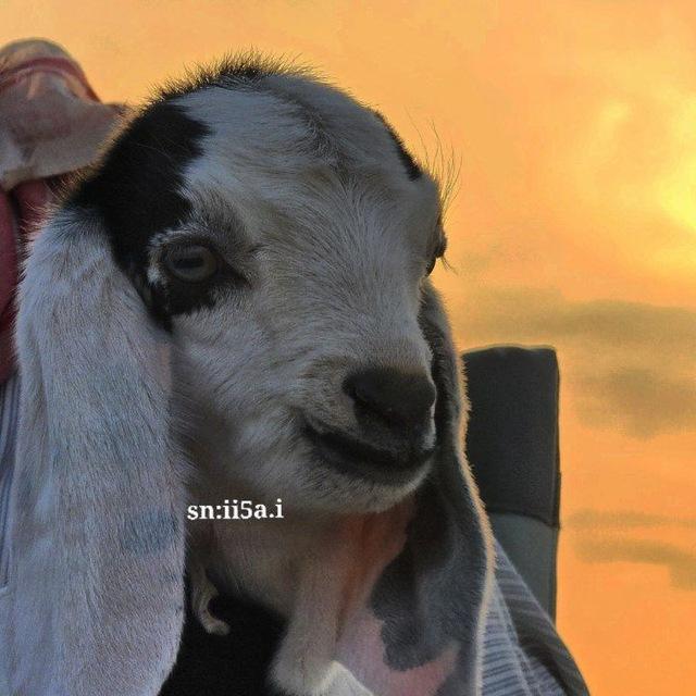 عبدالرحمن الشمري🏕️🎬