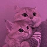 𝐑𝐎𝐒é𝐕𝐈𝐀🪷🩷(؛