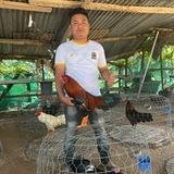 អឹមសុី កៀនស្វាយ មាន់ ជល់🐓❤️️