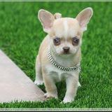 Teacup chihuahua puppies