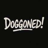 doggoned!’