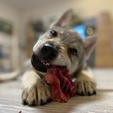 Wolf dogs, pets