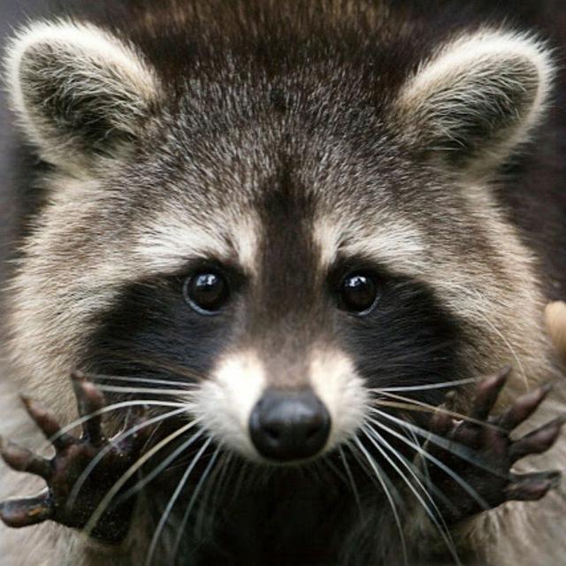 Procyon/raccoon/енот