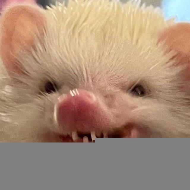 Ëжики - это любовь / Hedgehogs ❤️🦔