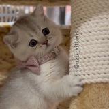 fior_kittens🐾