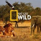 National Geographic Wild