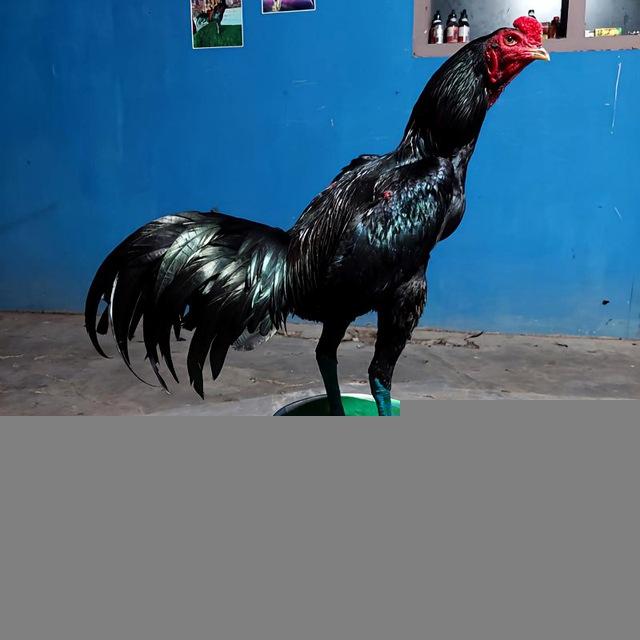 Sarang Petarung Menoreh