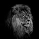 LION_NDX _SPX