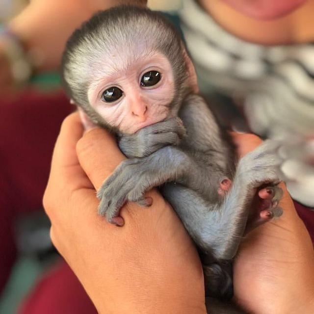 Adorable Capuchins Monkeys 🐒🐒