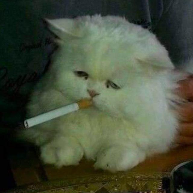 саша ахегао