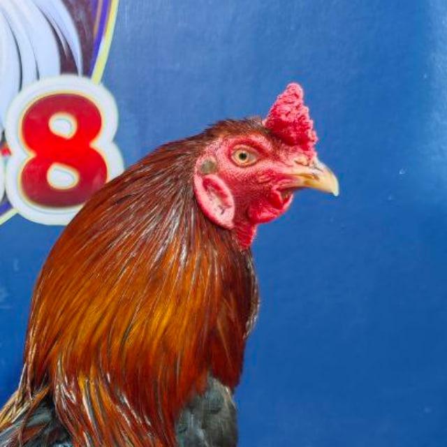 SB24មាន់ក្នុងស្រុក