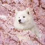 doggo pics 4 all genders