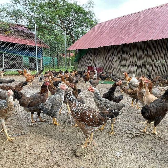 មាន់ស្រែខ្មែរ