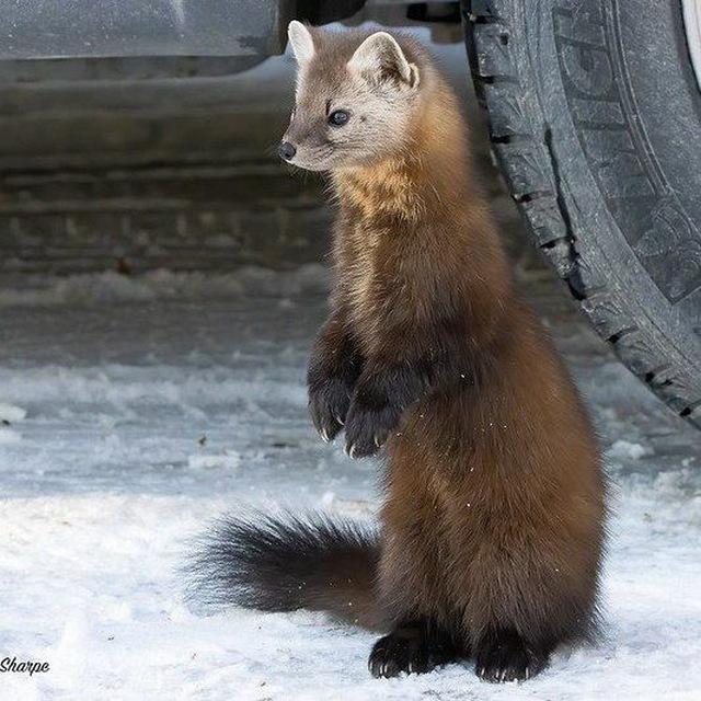 Dr. Sex's Weasel Clinic