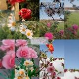 M.ROSE 🌷💗
