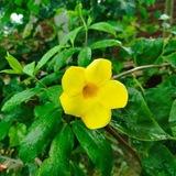 আল্লাহর সৃষ্টি কত না সুন্দর