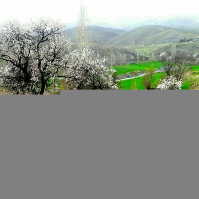 کرچی ها