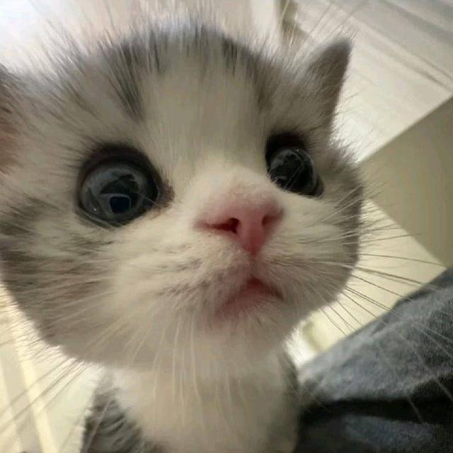 Myrtle