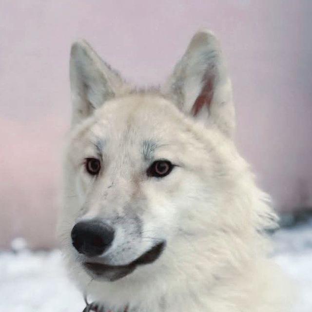 Cabaña Remember White 🐺