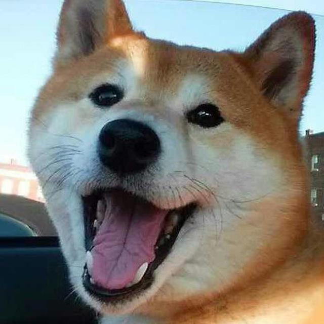 Shiba Inu / Cute Doge / Dog Pictures / Photos / Videos