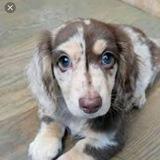 Dachshund Puppies For Sale