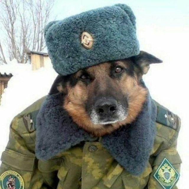 OGamee катает