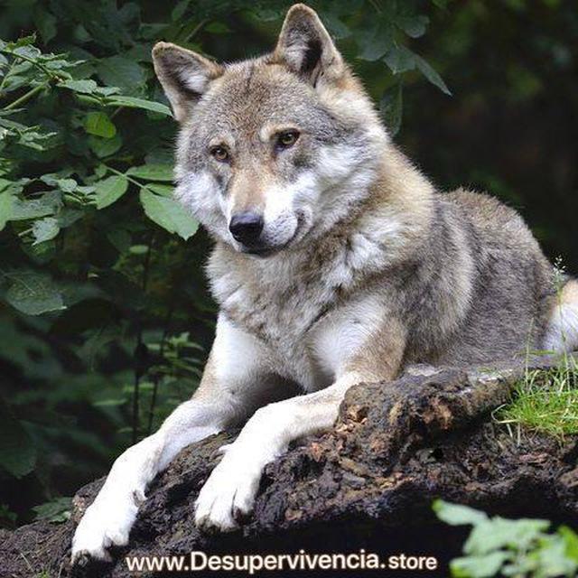 🌿🐺Preparación España🐺🌿
