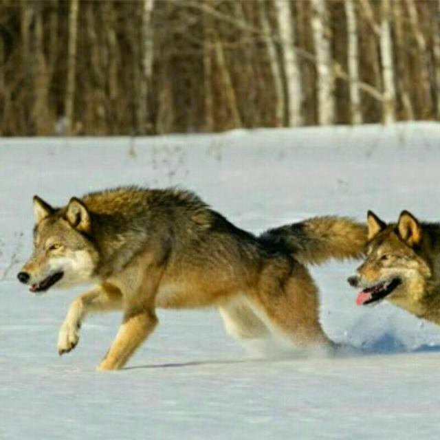 WOLVES