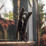 Фотограф-анималист