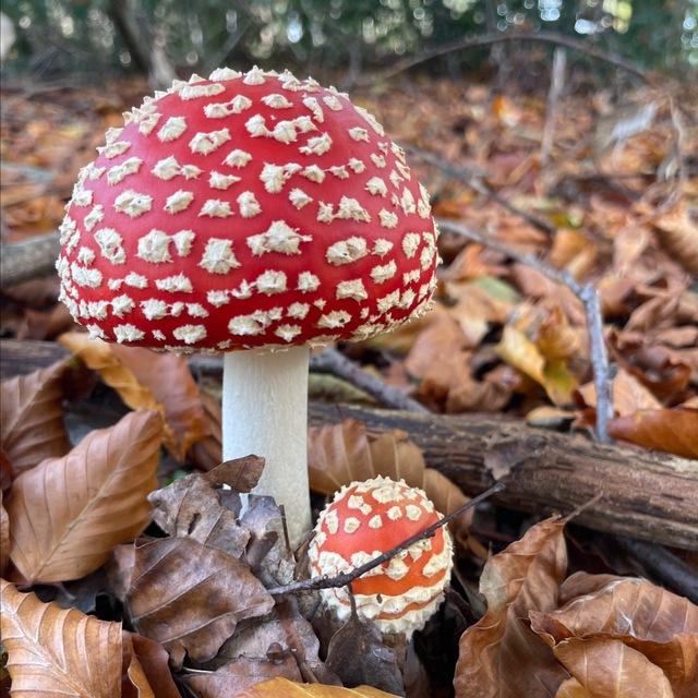 Amanita muscaria 🍄