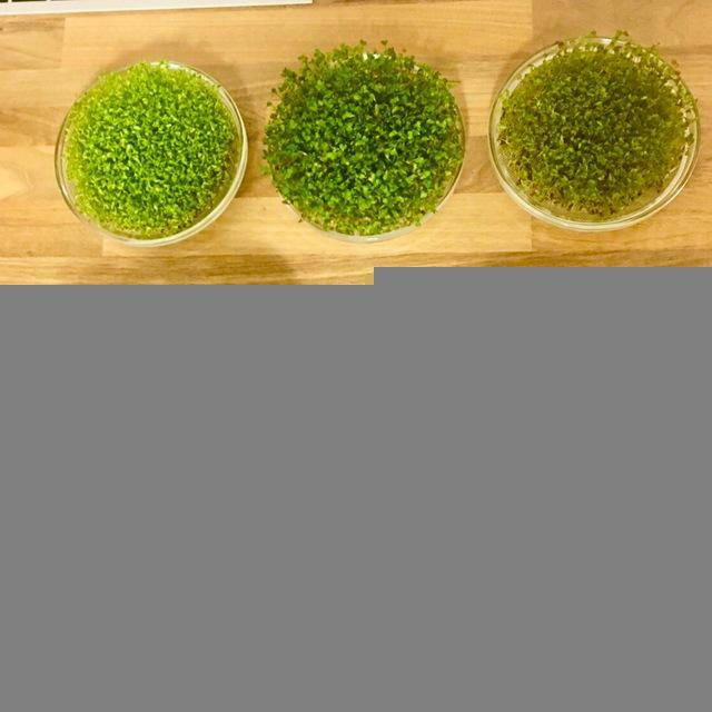 Sprossen, Mikrogrün und Gras