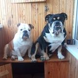 English bulldogs & Английские Бульдоги