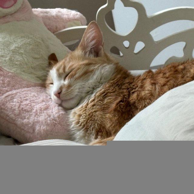 میو 🐈