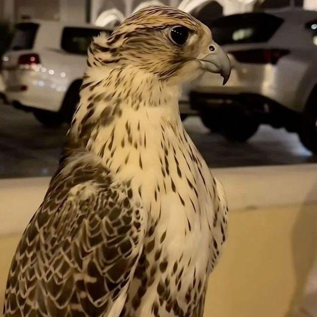 نَـاف
