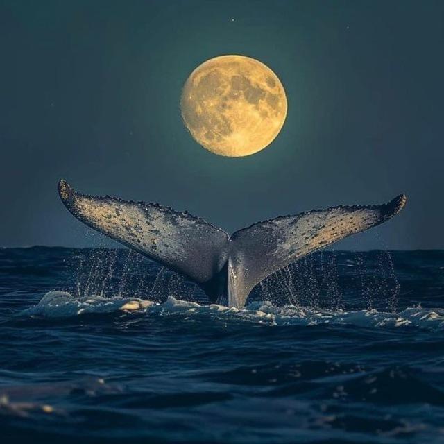 VAL🐋ྀི