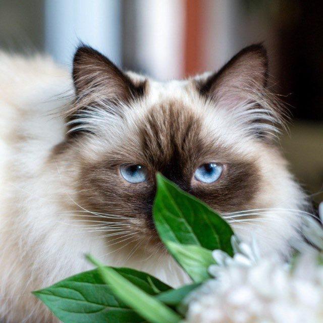 скинь кота