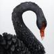 BlackSwan