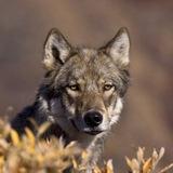 Wolf Gifs 🐺
