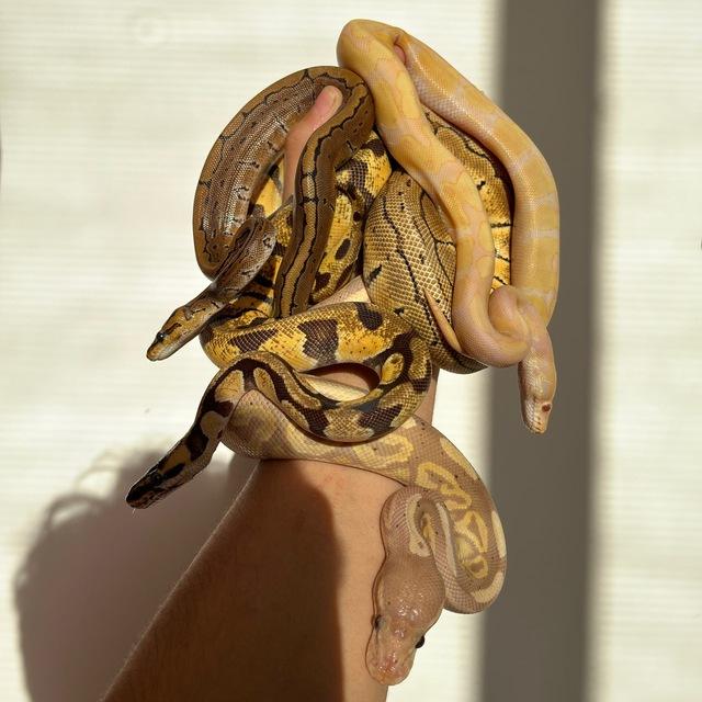 لوازم نگهداری خزندگان🦎🐍