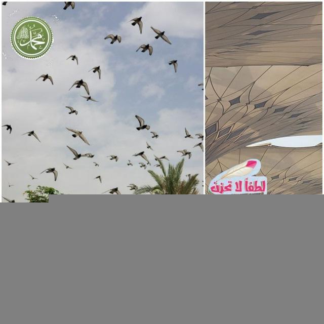 #بأبي_أنت_وأمي. 🌴