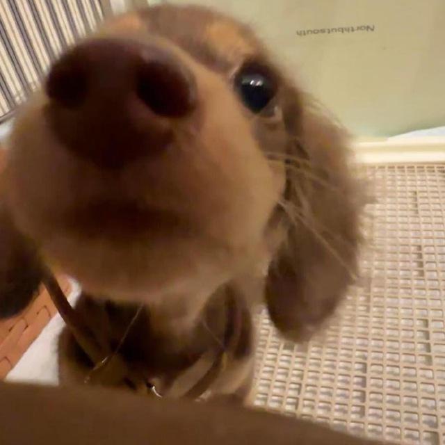 小hu