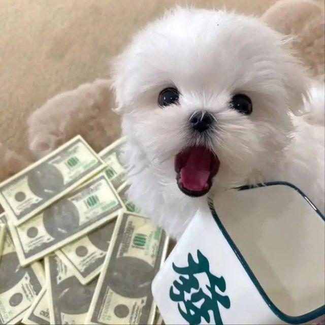 Whatsapp Group US Dollar